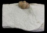 Bargain, Enrolled Lochovella (Reedops) Trilobite - Oklahoma #68619-1